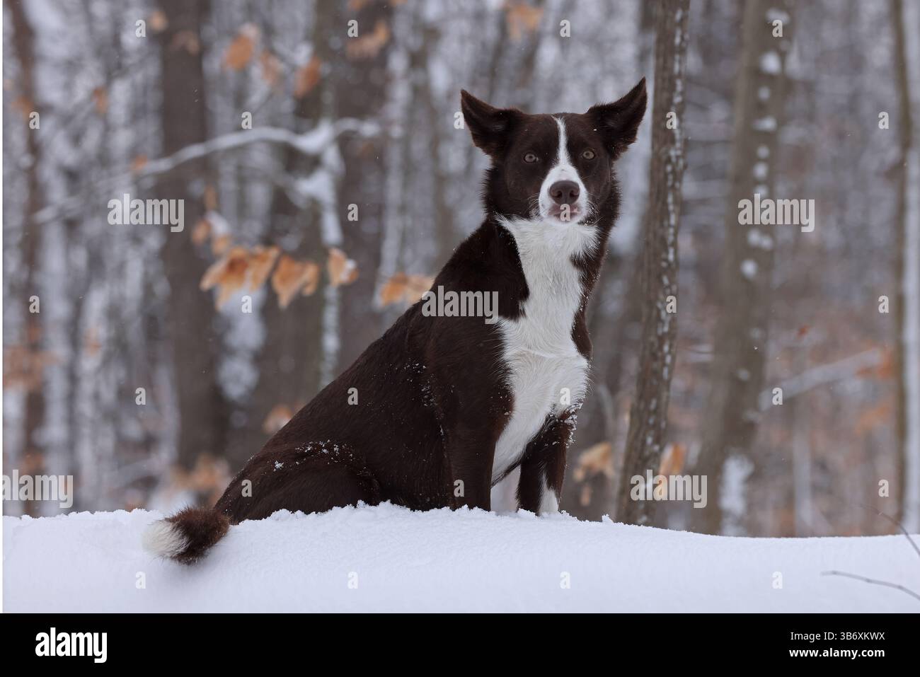 Chocolate Border Collie, giocando, donna, Maryland Foto Stock