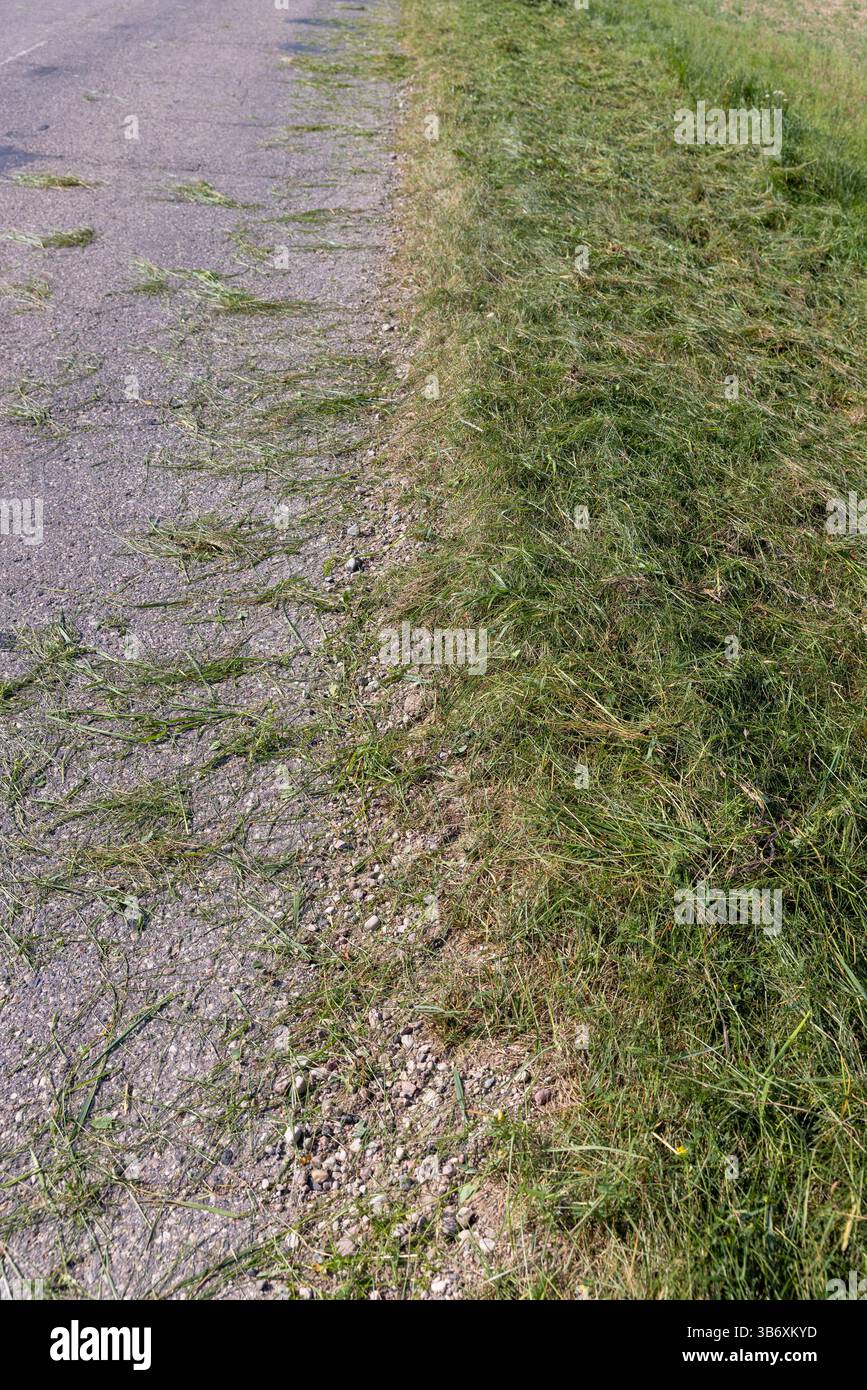 il bordo e la spalla della strada sono in erba verde, erba verde non rimossa dalla strada dopo aver tagliato l'erba in estate Foto Stock