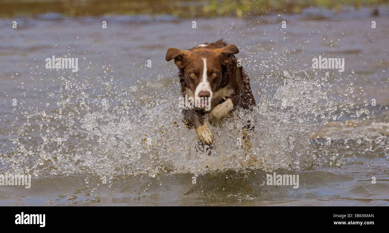 Chocolate Border Collie, giocando, donna, Maryland Foto Stock