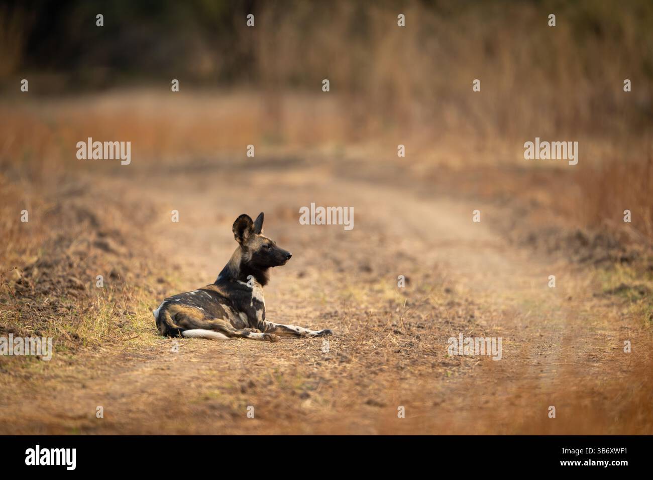 Il Wild dog africano giace su una pista erbosa Foto Stock
