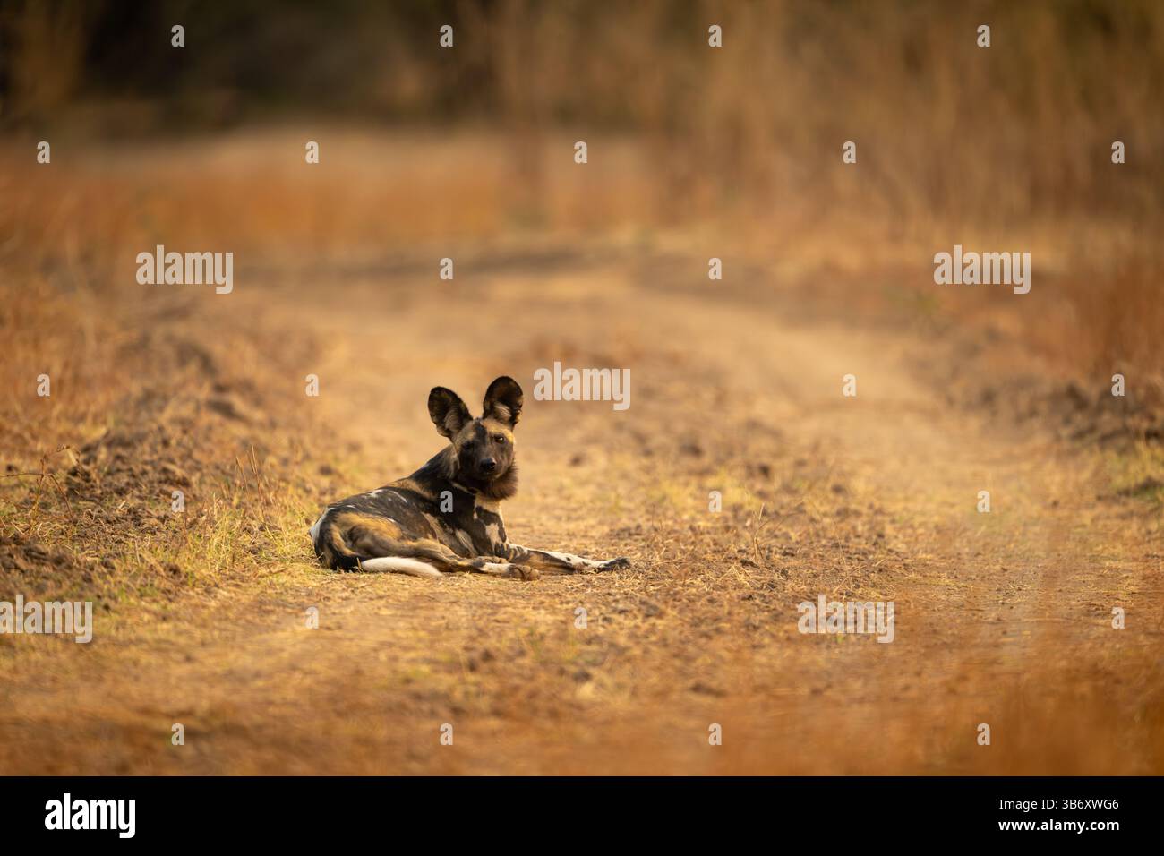 Il cane selvatico africano giace su una pista erbosa Foto Stock