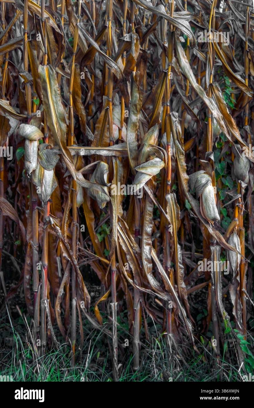 Gambi di mais con orecchie mature pronti per il raccolto in autunno. Composizione verticale verticale. Foto Stock