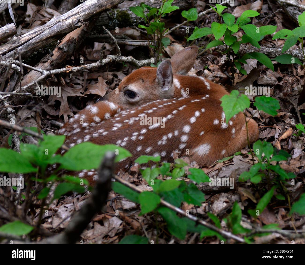Cervo dalla coda bianca (Odocoileus virginianus) è stato avvistato con macchie nascoste tra foglie e fogliame sul fondo della foresta. Foto Stock