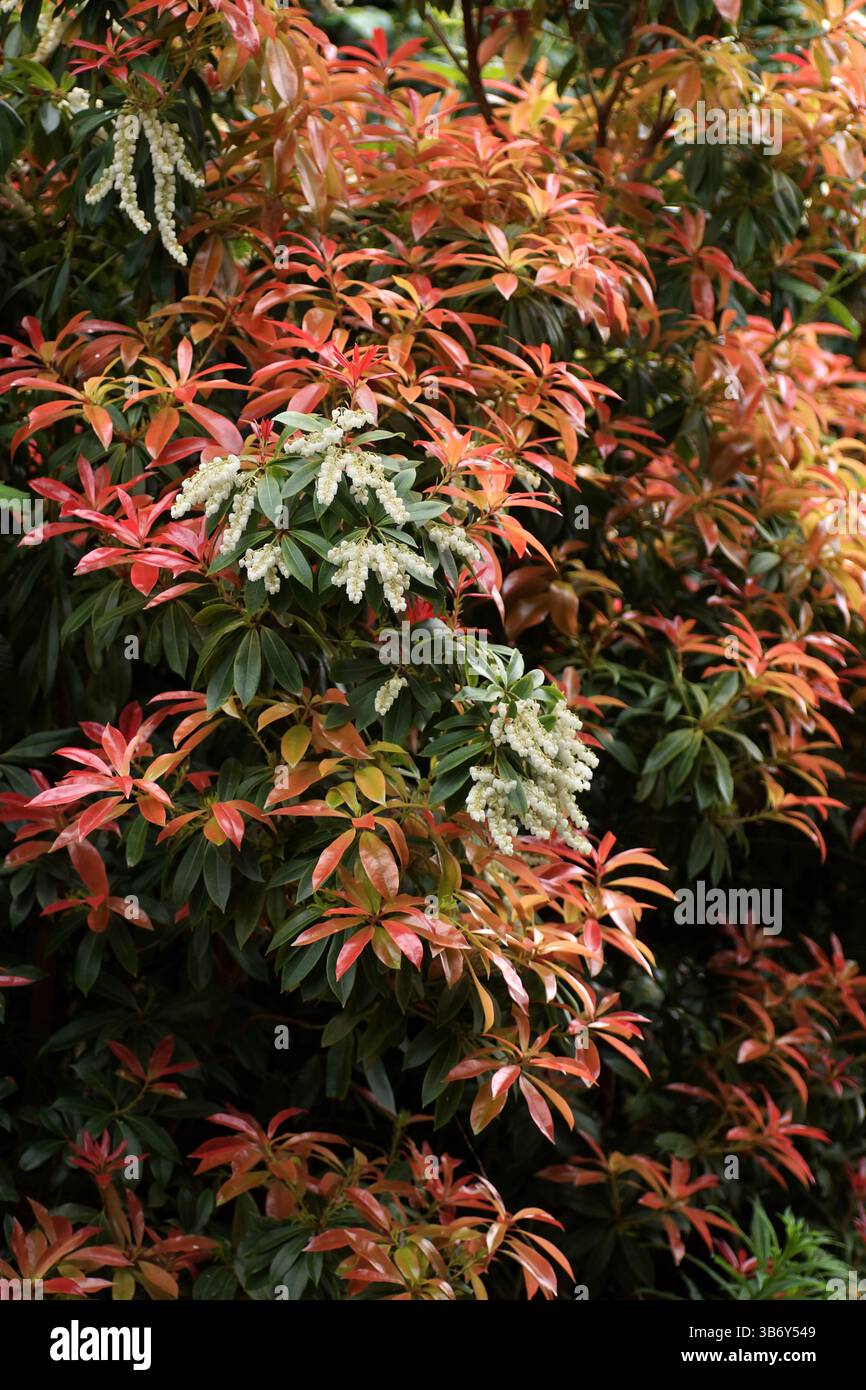 Colorato fogliame primaverile di Pieris formosa Foto Stock