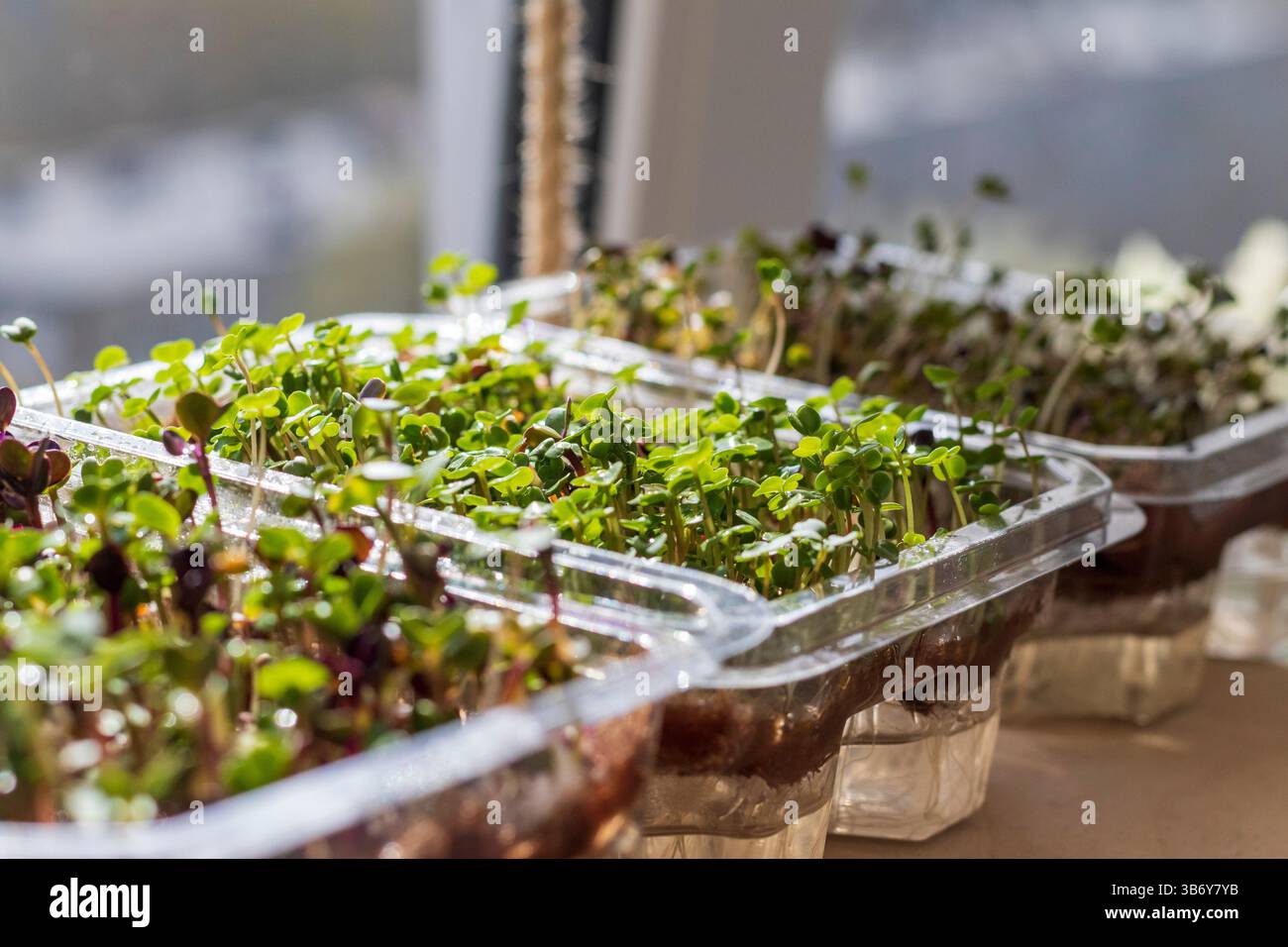 Germogli appena germogliati di microverdi nei contenitori di plastica sul tappetino in iuta. Collocata sul ripiano di legno del balcone Foto Stock