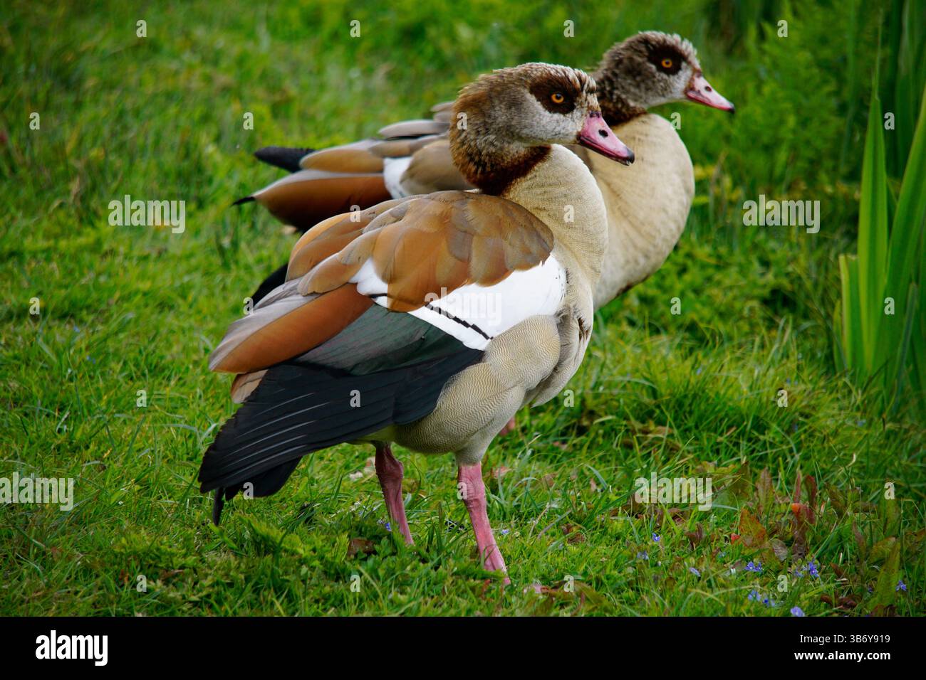 Coppia di oche egiziane (Alopochen aegyptiaca) in piedi su erba verde con luce naturale, Inghilterra. Painshill, Cobham, Inghilterra Foto Stock