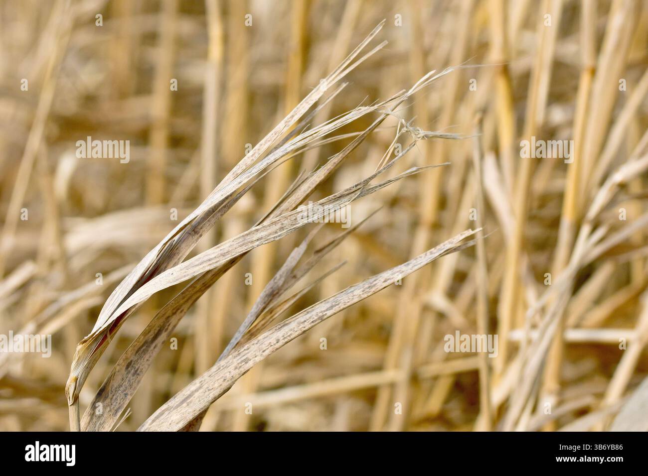Primo piano della sommità di un gambo di erba morta alto, le lame sono marroni, appassite e decadute. Foto Stock