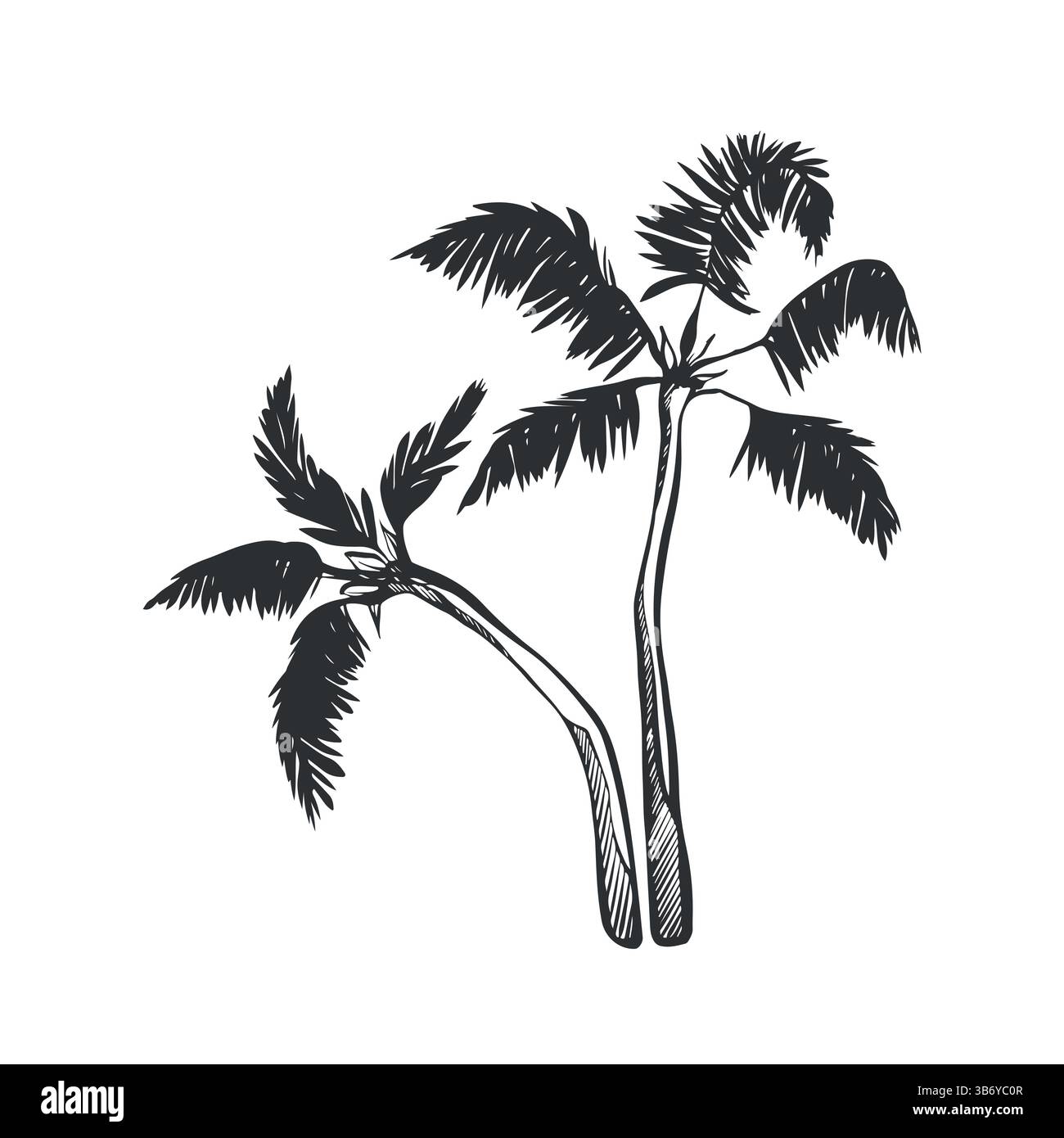 Due palme disegnate a mano. Illustrazione dello schizzo degli alberi di cocco. Silhouette di palme. Illustrazione vettoriale Illustrazione Vettoriale