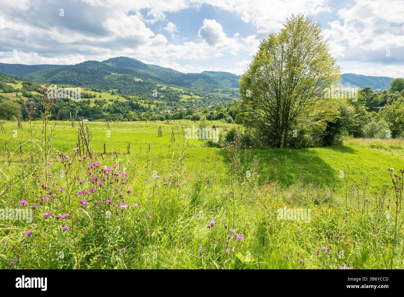 paesaggio di campagna montano in estate. altopiani dell'ucraina. splendida vista con un grande albero deciduo sul campo erboso. foresta sulla lontana hil Foto Stock