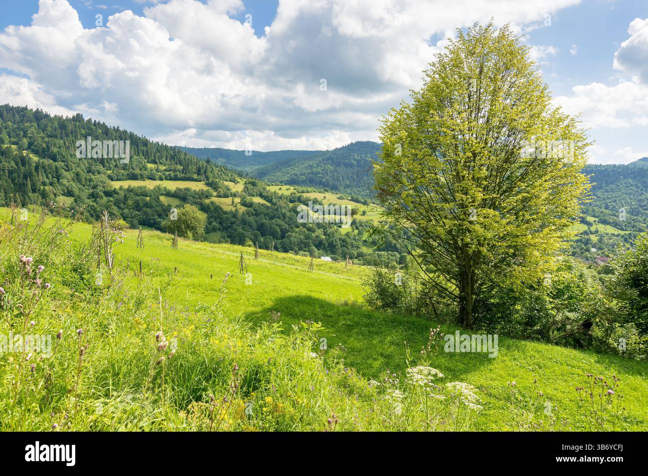 paesaggio di campagna montano in estate. giornata di sole. splendida vista con alberi decidui sul campo erboso. foresta sulla lontana collina sotto il cielo blu Foto Stock