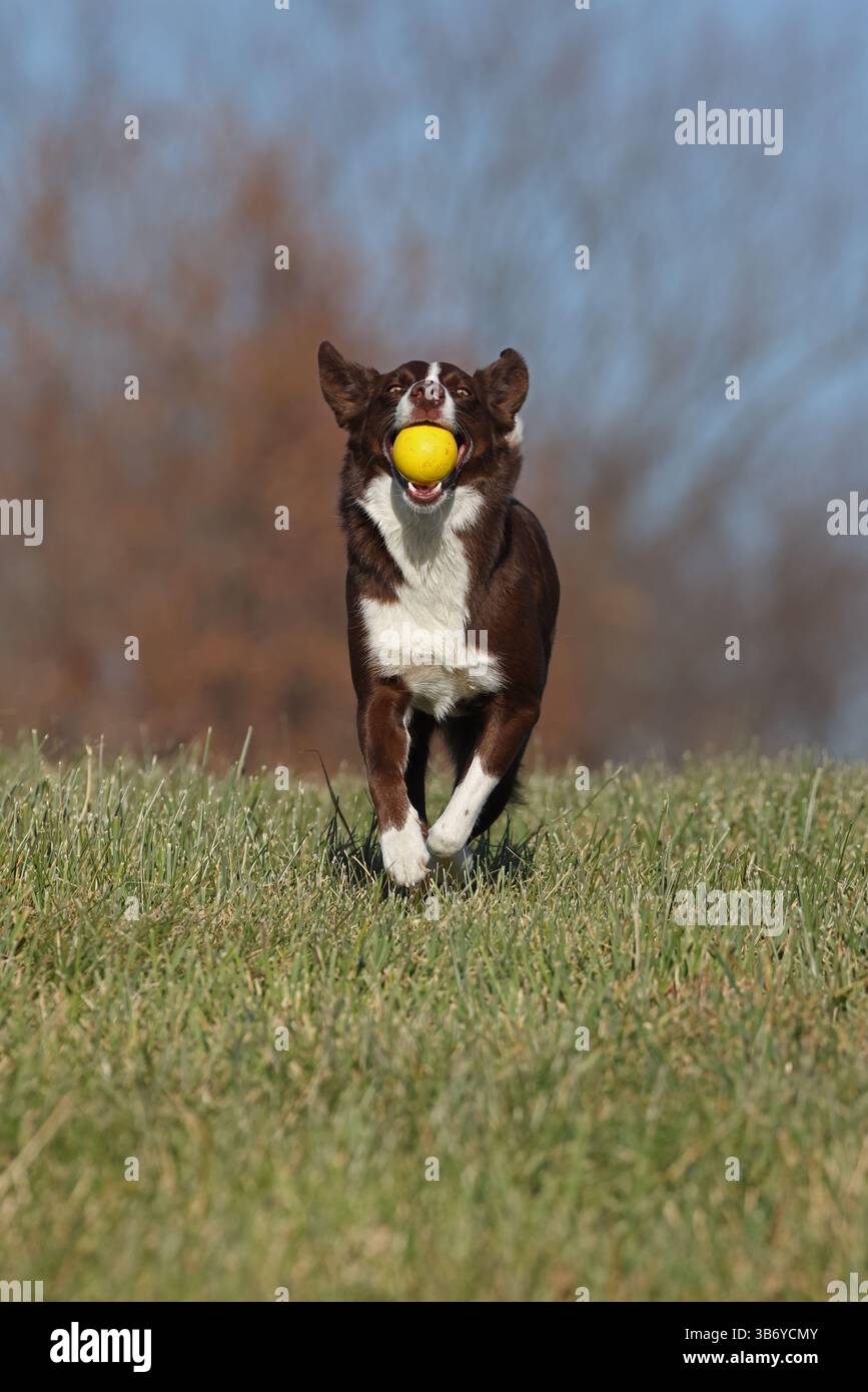 Chocolate Border Collie, giocando, donna, Maryland Foto Stock