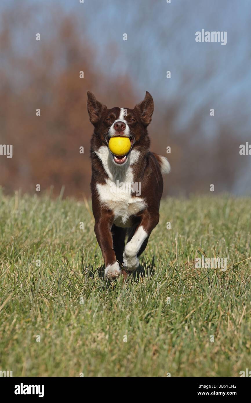 Chocolate Border Collie, giocando, donna, Maryland Foto Stock