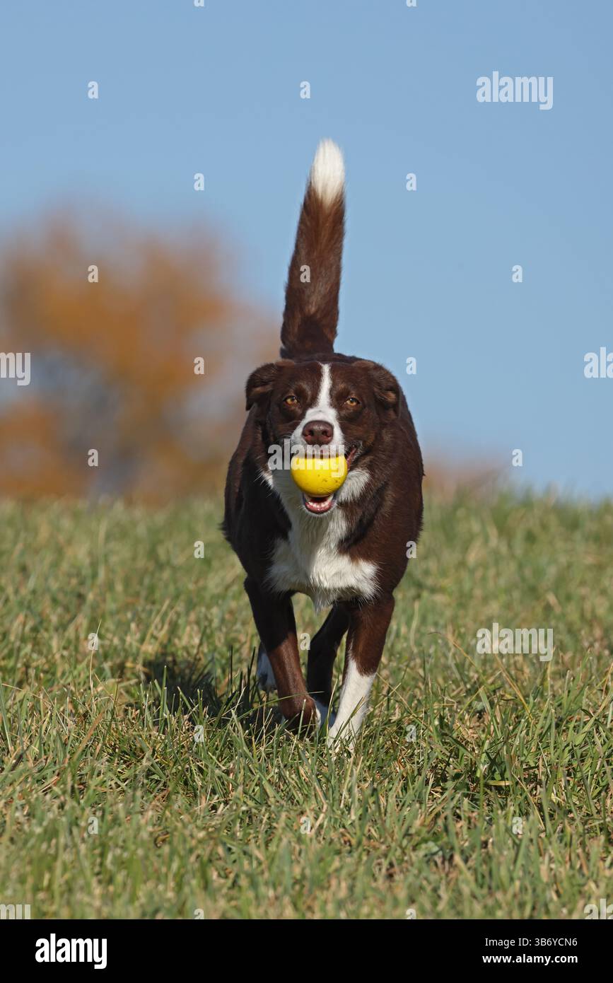 Chocolate Border Collie, giocando, donna, Maryland Foto Stock