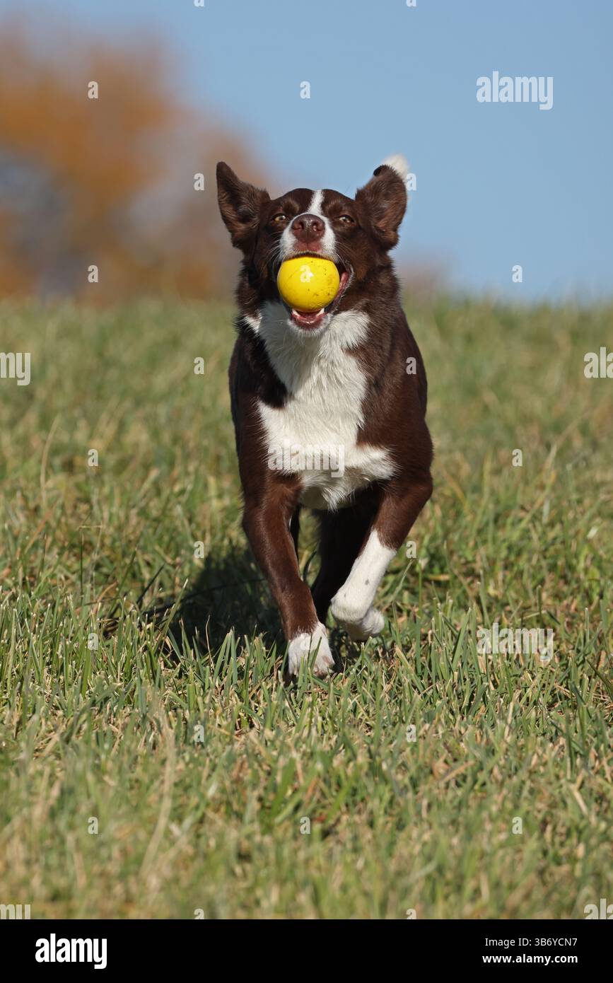 Chocolate Border Collie, giocando, donna, Maryland Foto Stock