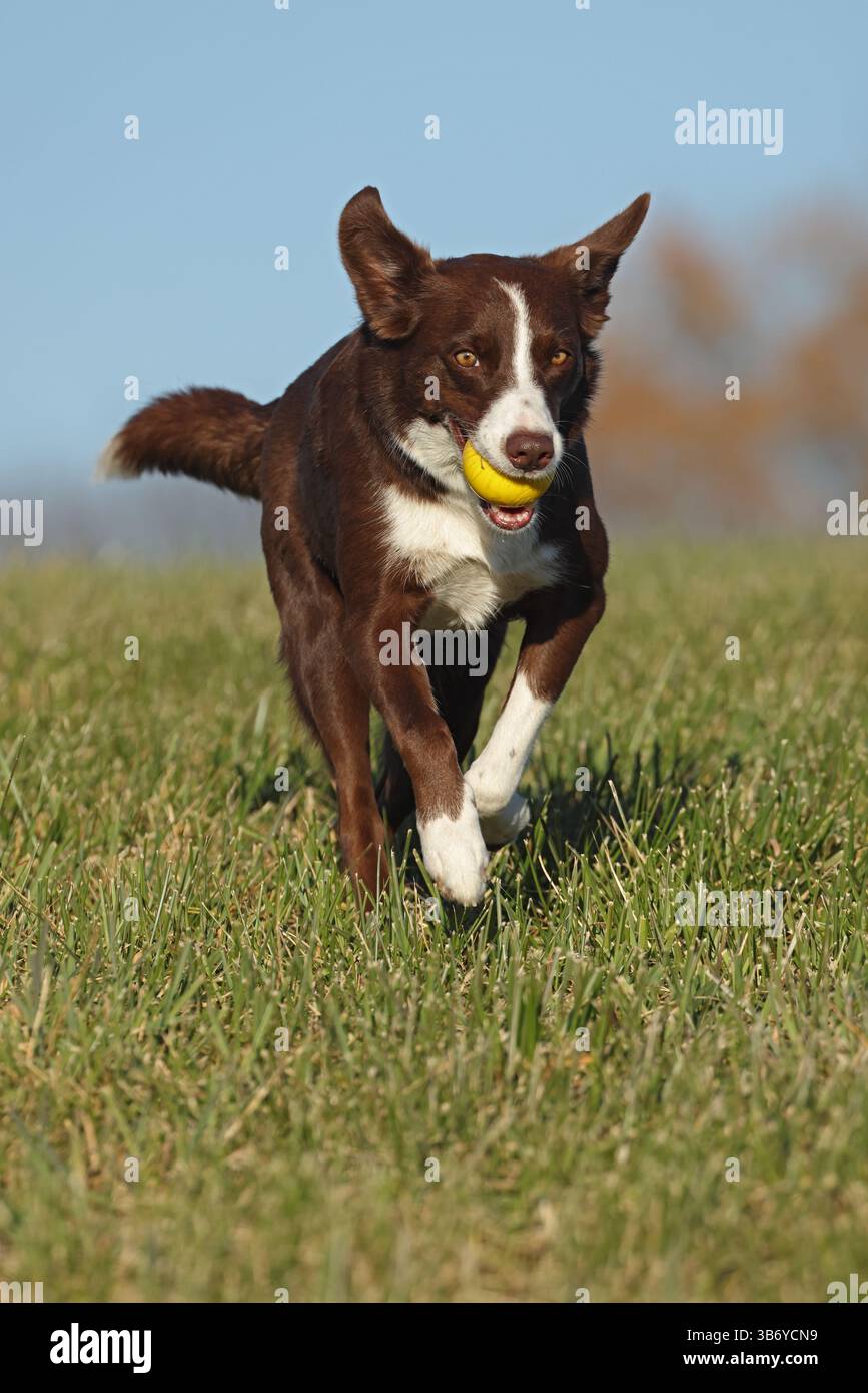 Chocolate Border Collie, giocando, donna, Maryland Foto Stock