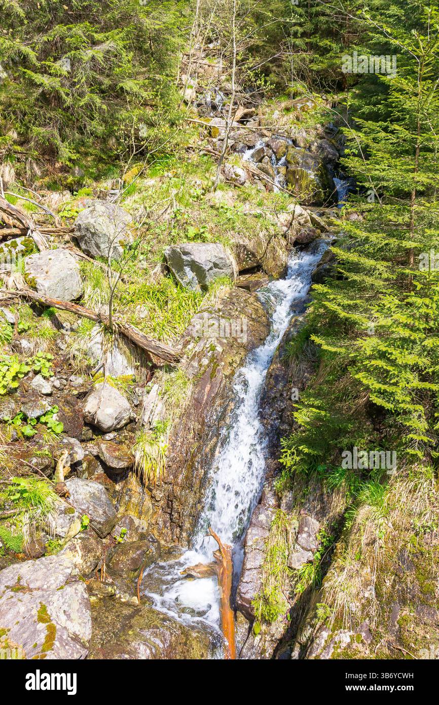 cascata nella foresta sempreverde. splendido paesaggio naturale con un torrente di montagna in primavera. flusso d'acqua che scorre tra le rocce. ambiente alpino fresco e selvaggio Foto Stock