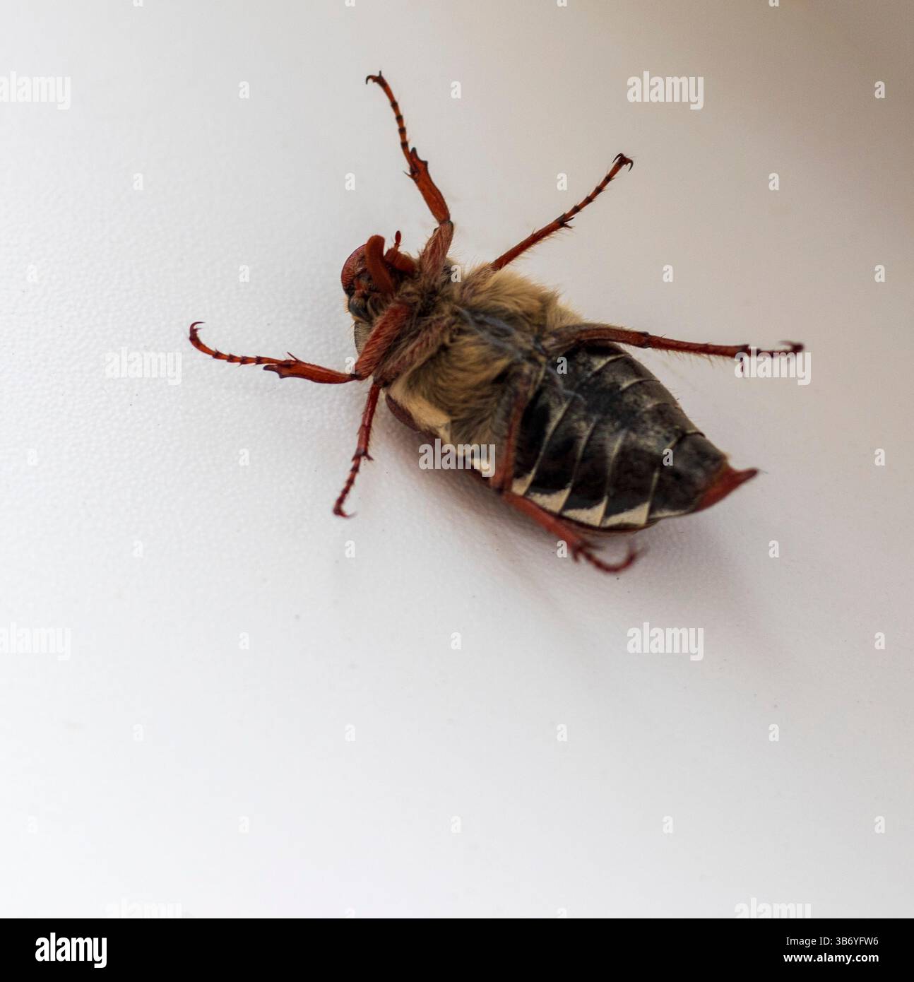 Immagine ravvicinata del cockchafer rovesciato Foto Stock
