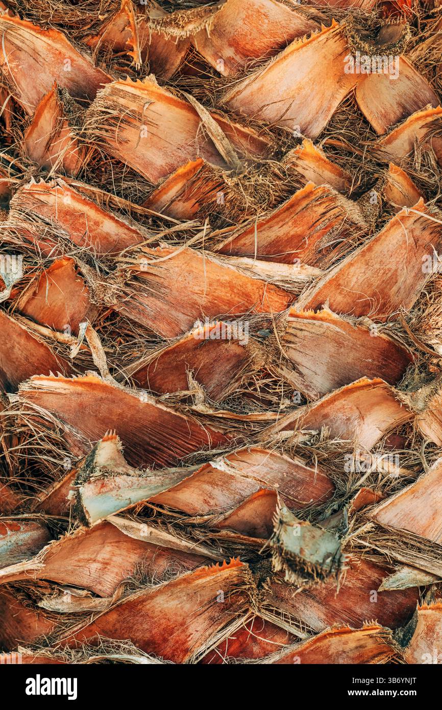 Palme tronco corteccia struttura tropicale, primo piano Foto Stock