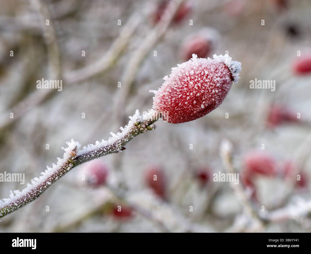 Rosa fianchi/rosa rosa rosa rosso brillante) con un rivestimento di cristalli di ghiaccio bianco ghiacciato al cinghiale in una fredda giornata invernale a gennaio, Leicestershire, Inghilterra, Regno Unito Foto Stock