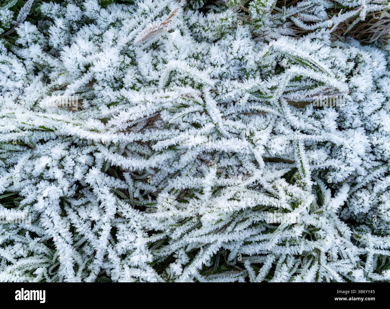 Vegetazione ricoperta di cristalli bianchi di brina in una fredda giornata invernale, gennaio, Leicestershire, Inghilterra, Regno Unito Foto Stock
