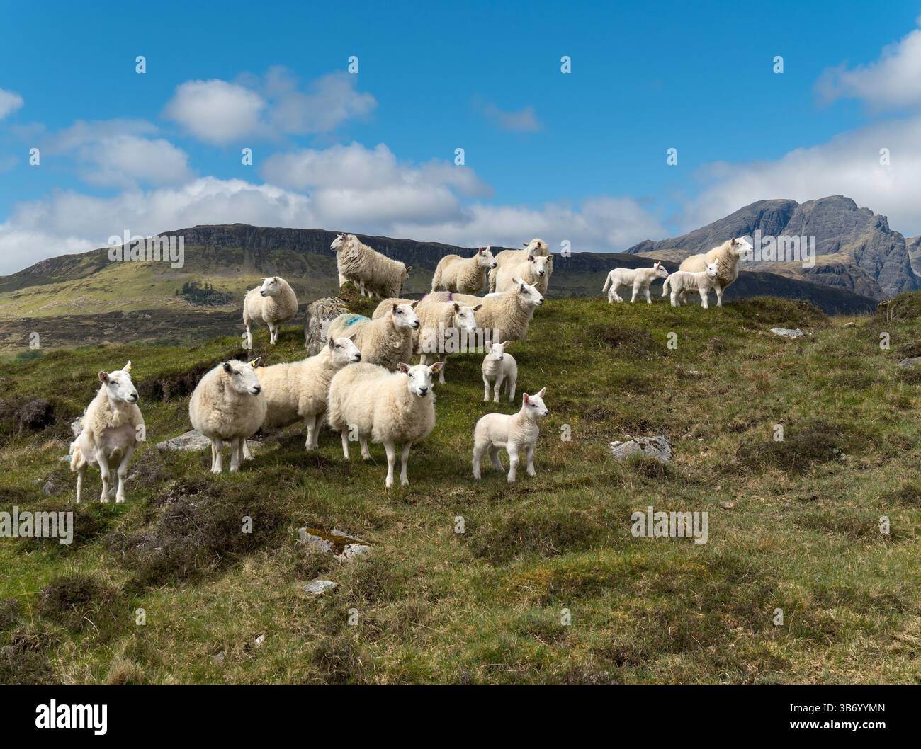 Piccolo gregge di pecore Cheviot con pecore e agnelli giovani raccolto in collina con montagna scozzese sullo sfondo a maggio, Isola di Skye, Scozia, Regno Unito Foto Stock