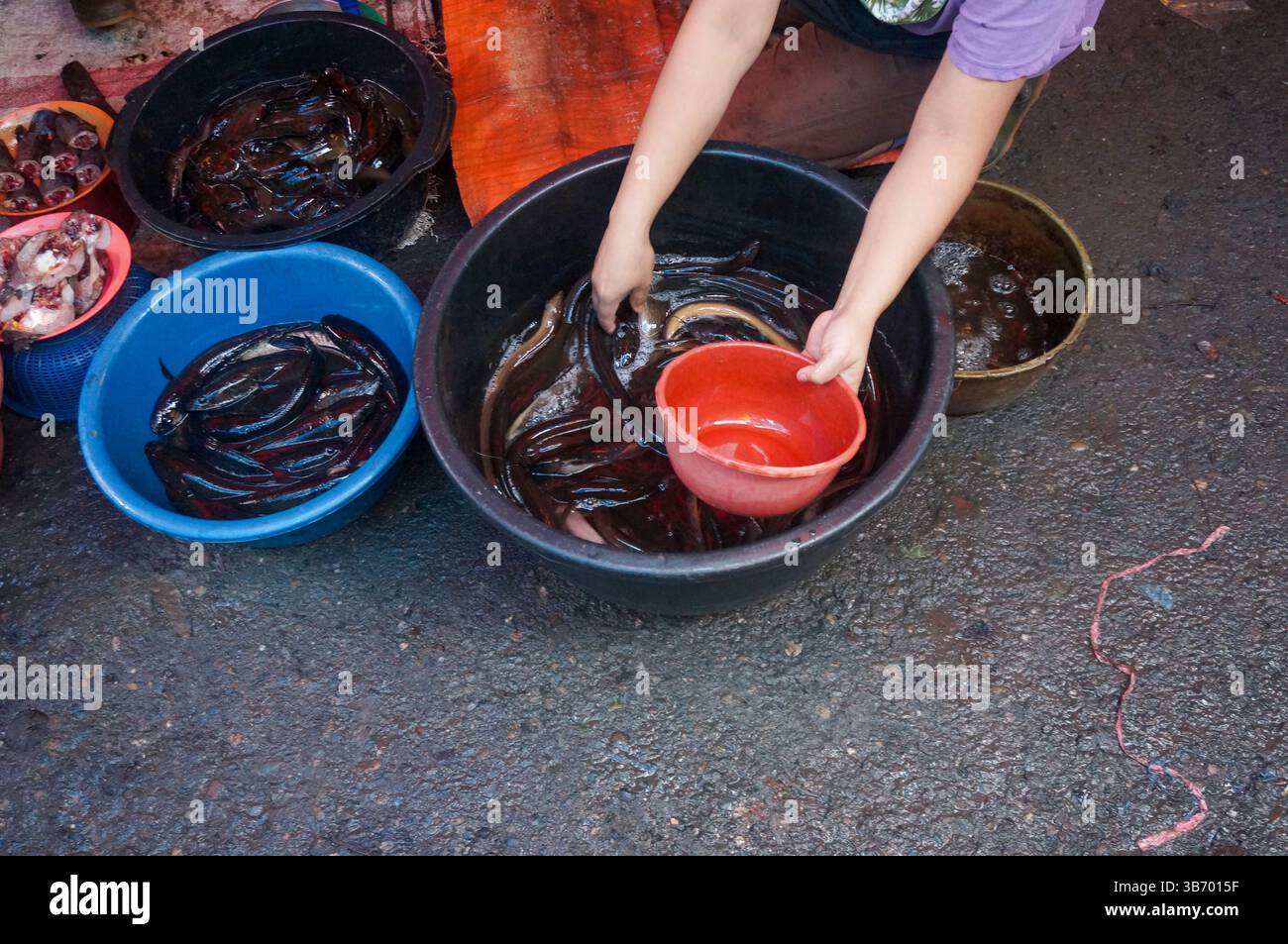 Pesce fresco, mercato del pesce, bacini di plastica, Sumatra. Dumai, Indonesia Foto Stock