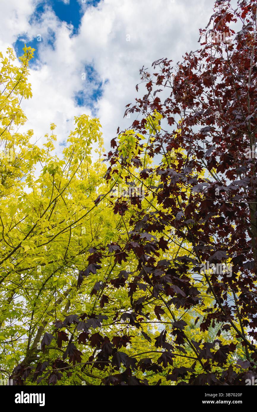 Le foglie di giallo brillante e rosso intenso creano un contrasto sorprendente con il cielo blu con le nuvole. Gli alberi lussureggianti mostrano la bellezza della natura in una pace Foto Stock
