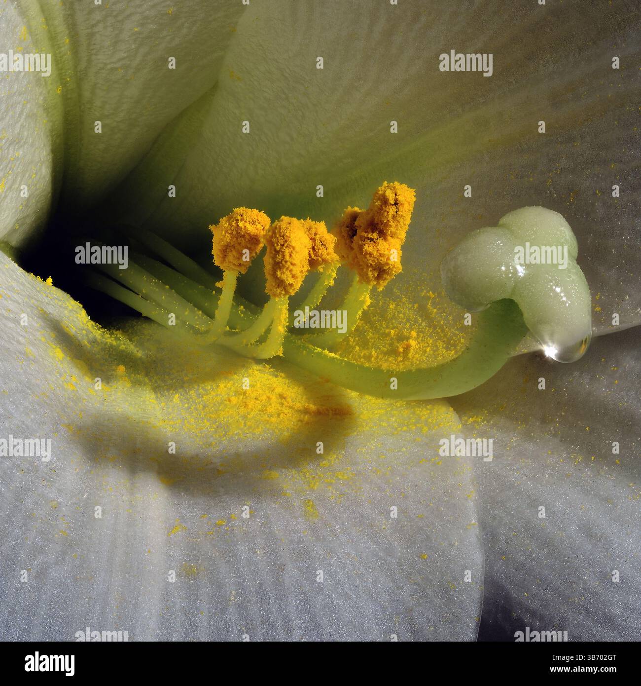 Lilium longiflorum spesso chiamato Giglio pasquale. Primo piano estremo che mostra pistole, stami e polline. Foto Stock