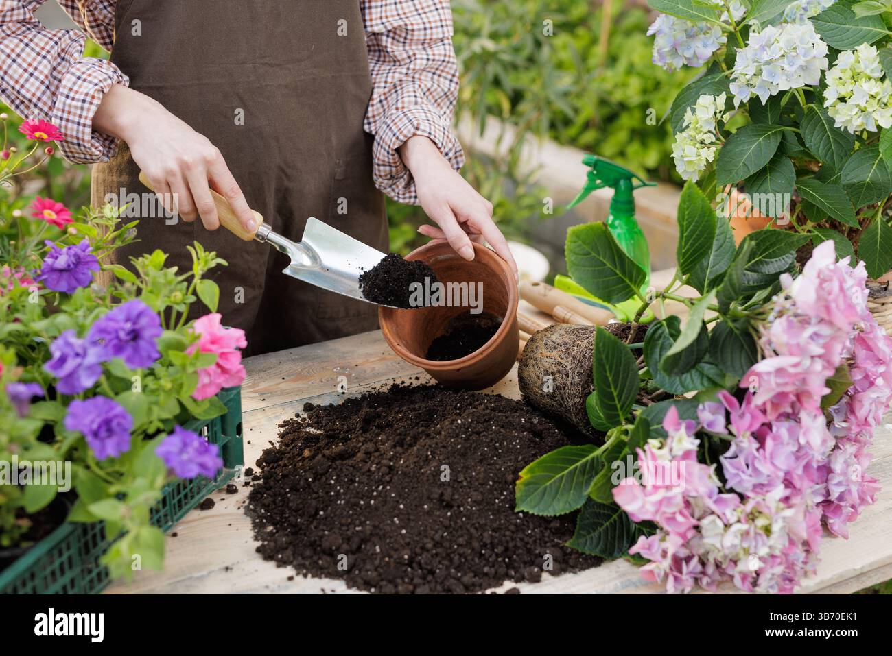 Il giardiniere riempie la pentola di argilla con terreno per il ripopolamento della pianta di ortensie durante i lavori di giardinaggio primaverile, scena ravvicinata. Foto Stock