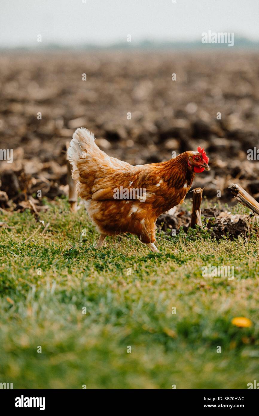 pollo-gallina-campo-wyandotte-marrone-rosso-pulcino-camminando-pollo-pollo-che guarda la macchina fotografica in erba e campo sterrato-oche-erba-mais-terra Foto Stock