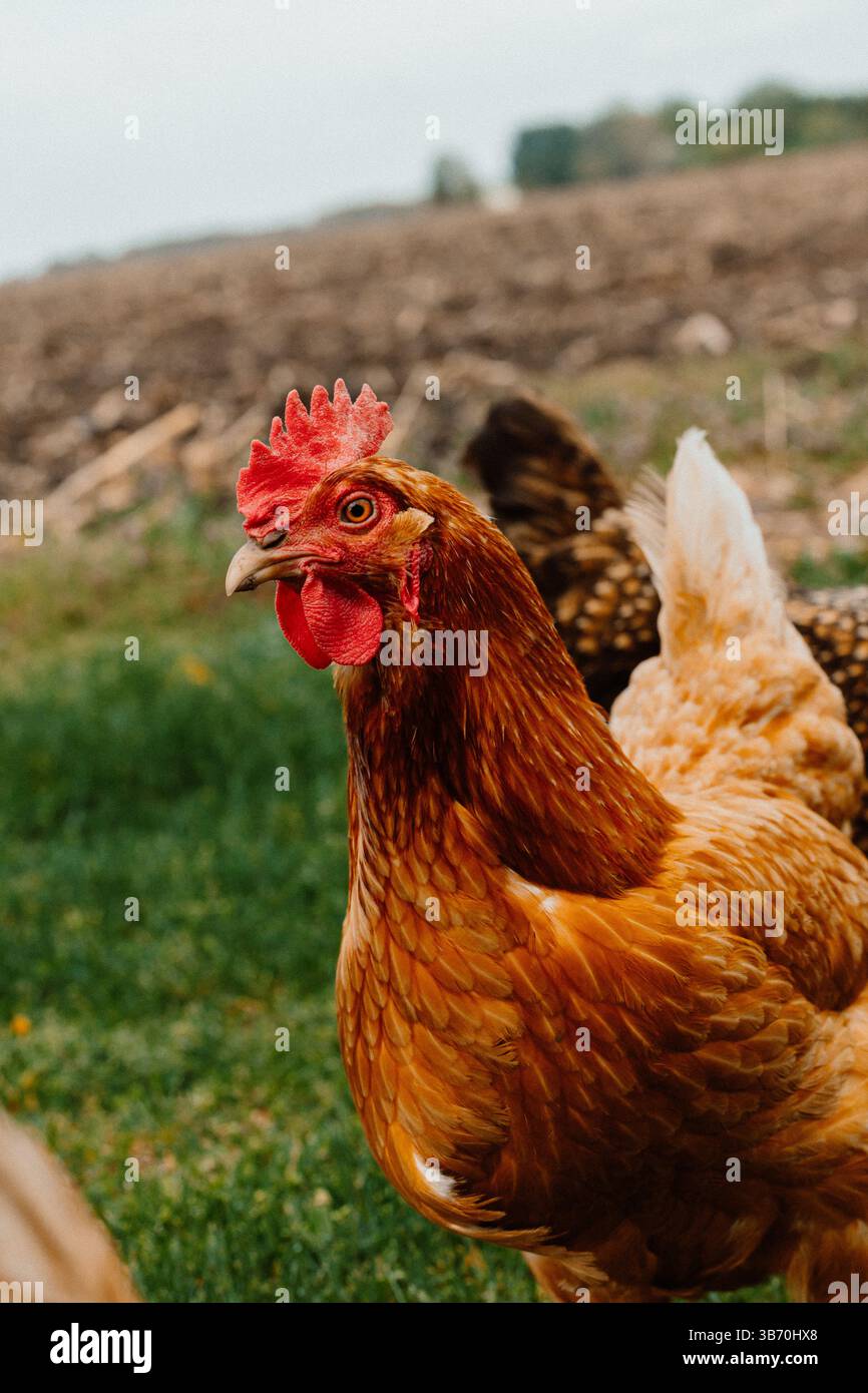 pollo-gallina-campo-wyandotte-marrone-rosso-pulcino-camminando-pollo-pollo-che guarda la macchina fotografica in erba e campo sterrato-oche-erba-mais-terra Foto Stock