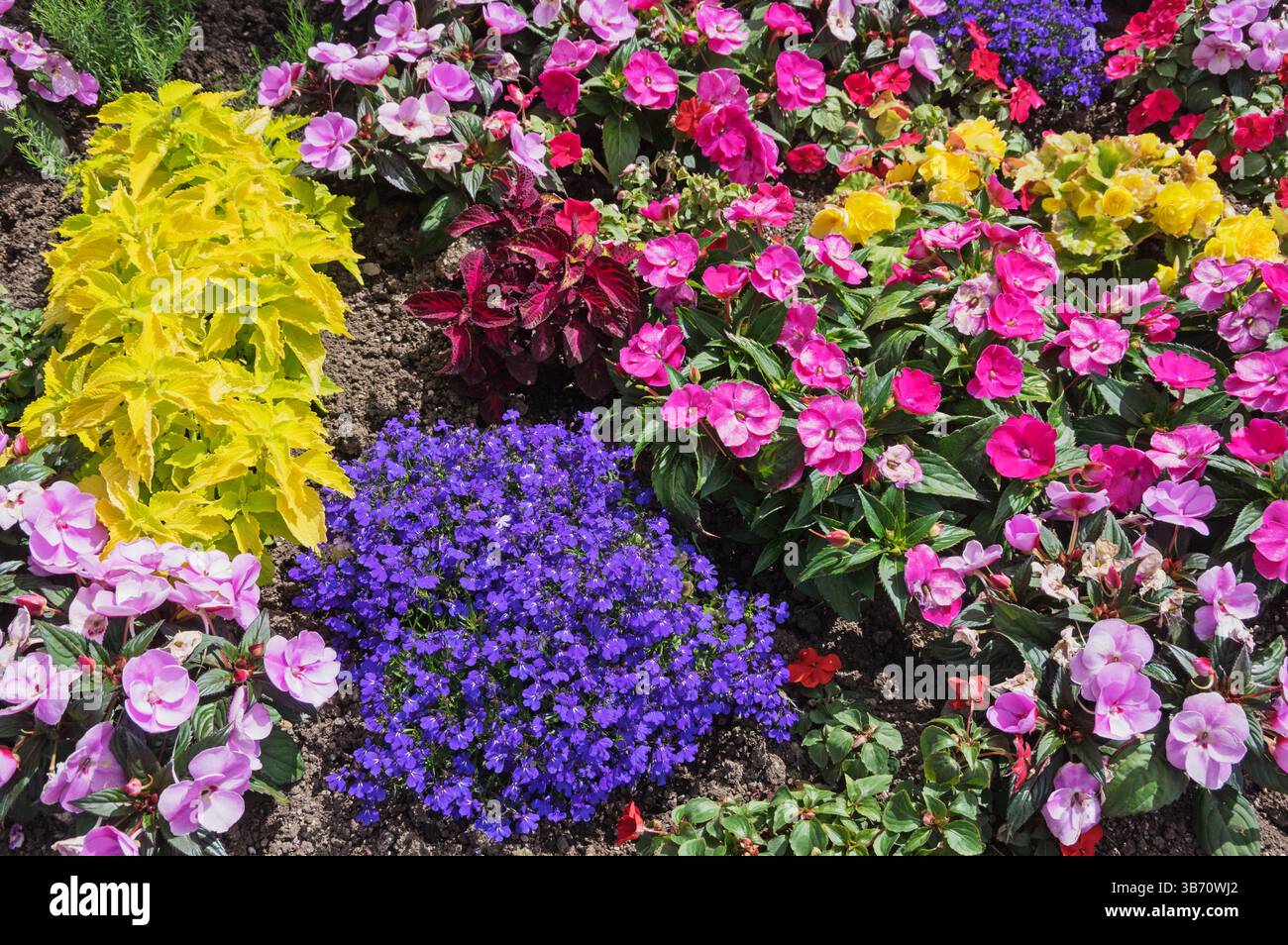 fiori colorati che crescono in un giardino Foto Stock