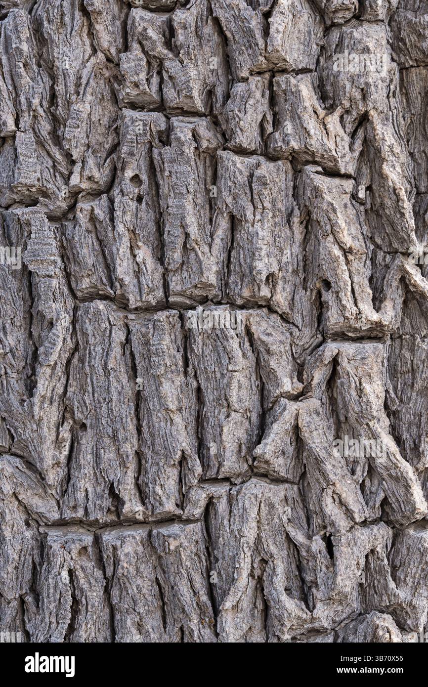 joshua Tree o Yucca brevifolia fondo corteccia Foto Stock
