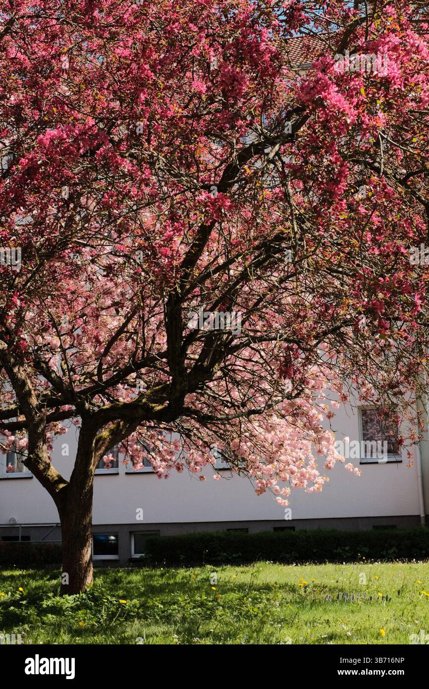 alberi di ciliegio in piena fioritura che rivestono la strada suburbana sotto il cielo blu con edifici residenziali nella stagione primaverile in europa Foto Stock