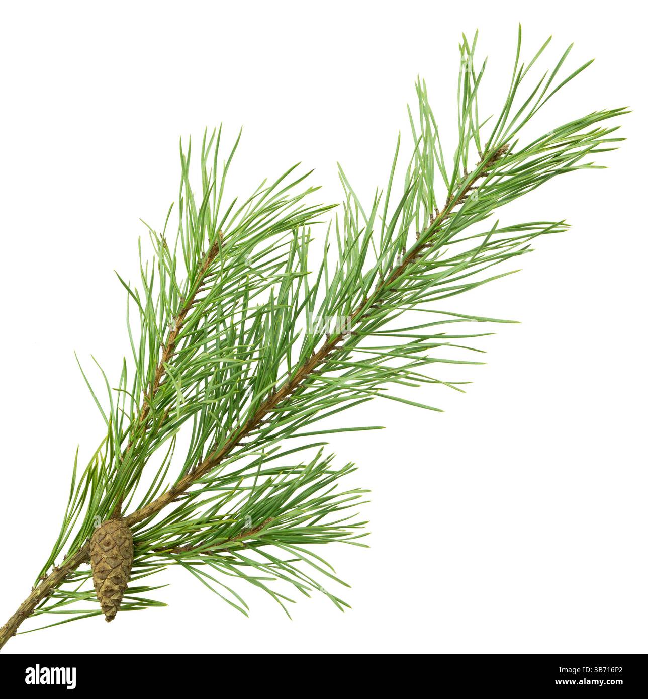 Ramo di pino con aghi verdi su bianco, ideale per creare inviti a tema invernale, cartoline e banner stagionali. Foto Stock