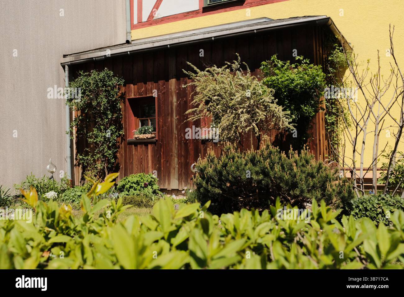 giardino rustico in legno con piante rampicanti e vegetazione verde sul retro contro le pareti gialle della casa nelle giornate di sole. Foto di alta qualità Foto Stock