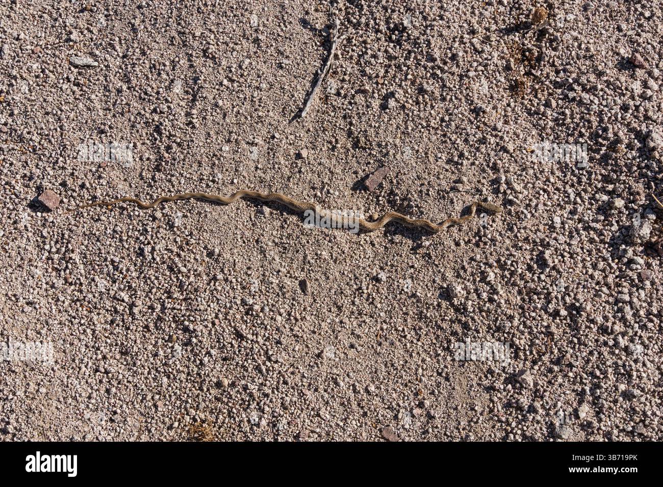 Red racer o Red coachwhip Snake nome scientifico Masticophis flagellum nel deserto del Mojave in California Foto Stock