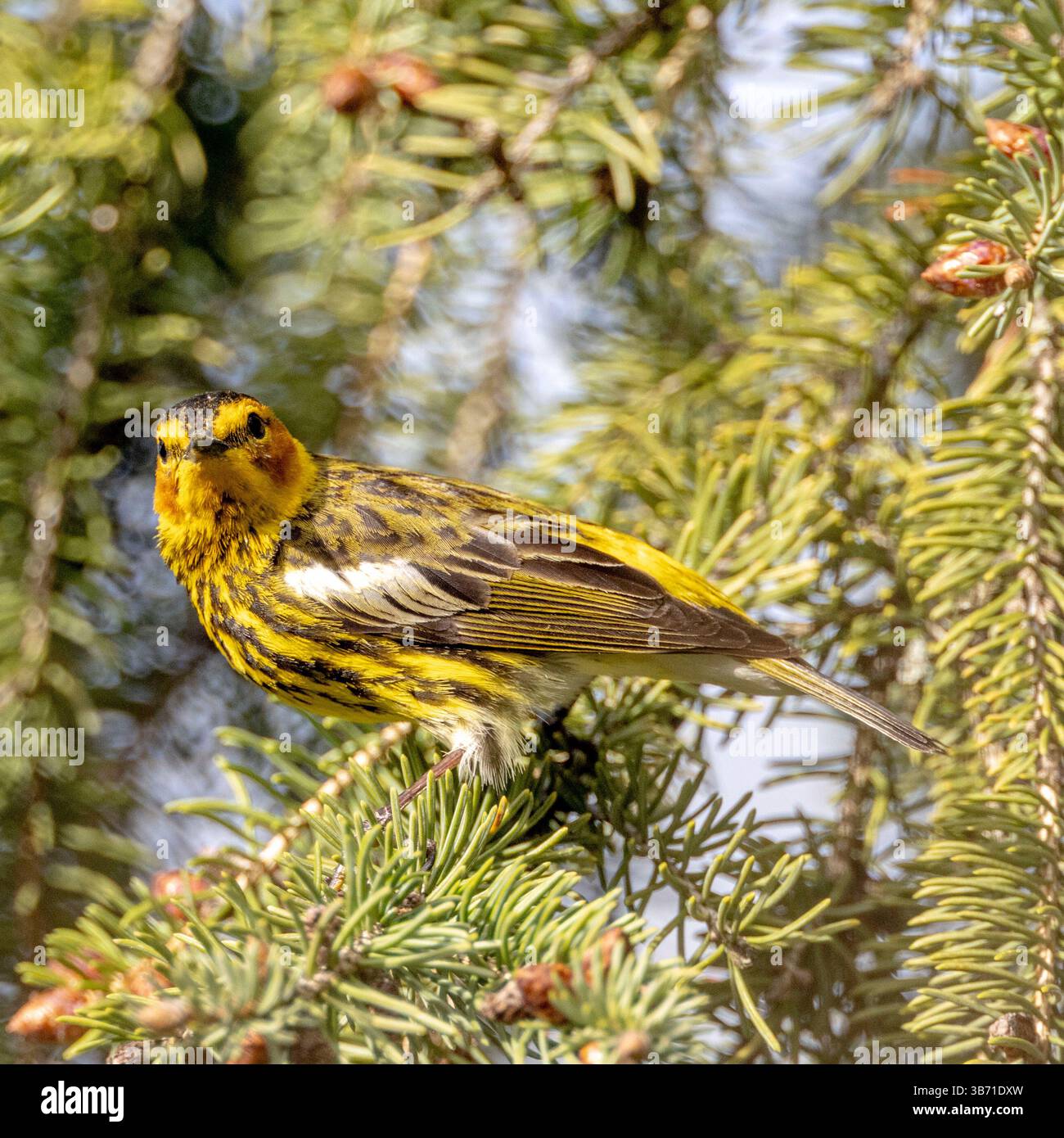 (Ottawa, Canada---4 maggio 2025) uomo adulto Cape May Warbler nel cortile. Foto Stock