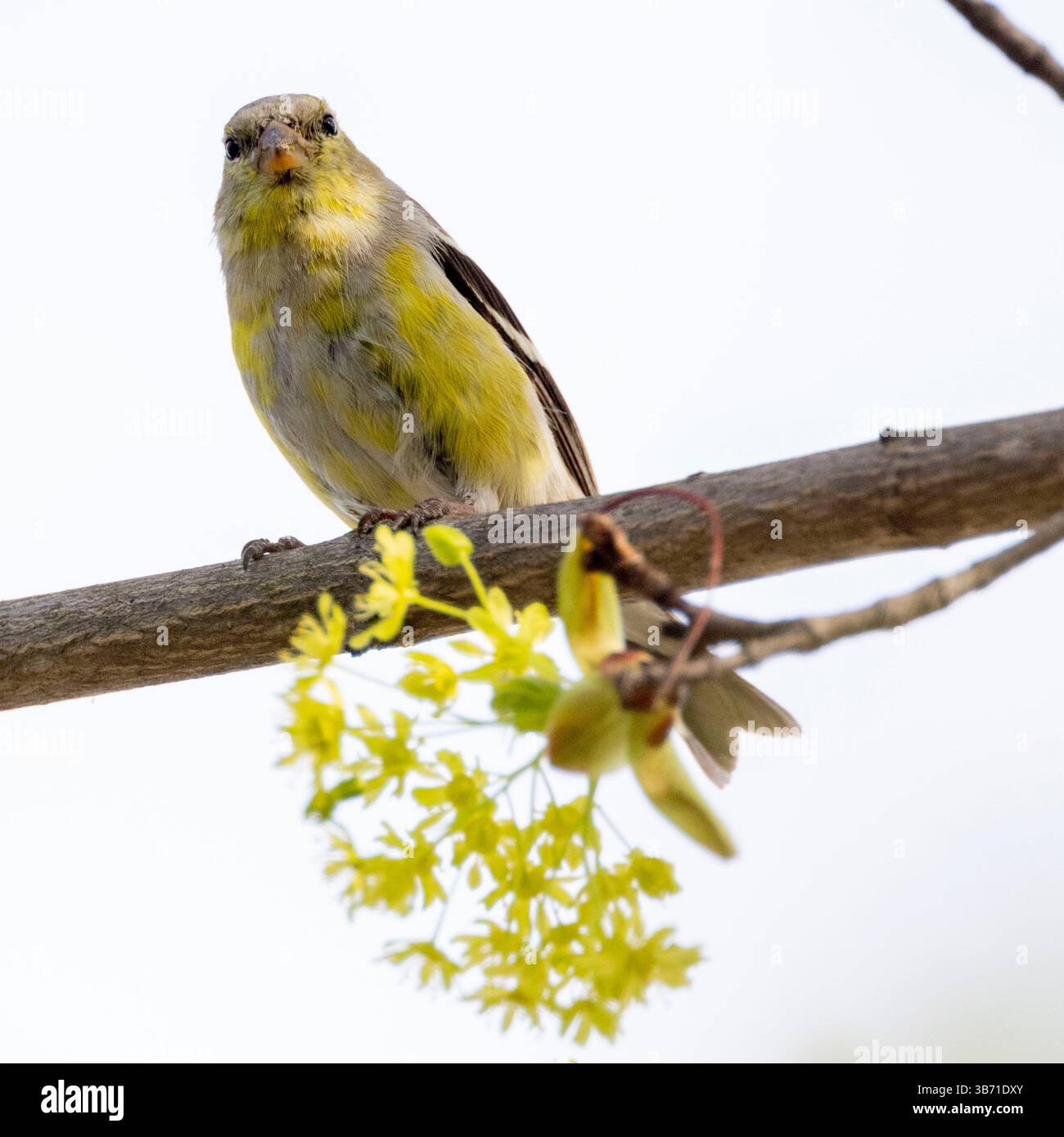 (Ottawa, Canada---4 maggio 2025) American goldfinch nel cortile. Foto Stock