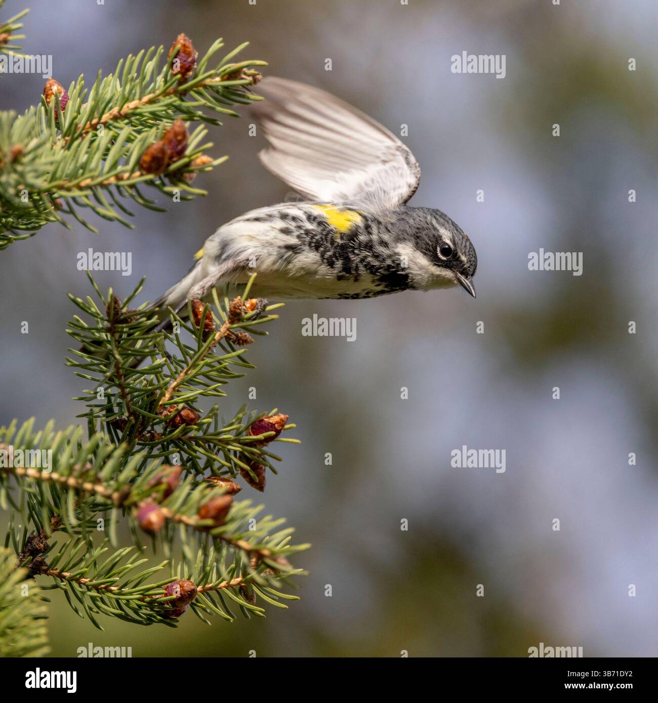 (Ottawa, Canada---4 maggio 2025) parula dalle rughe gialle maschile nel cortile posteriore. Foto Stock
