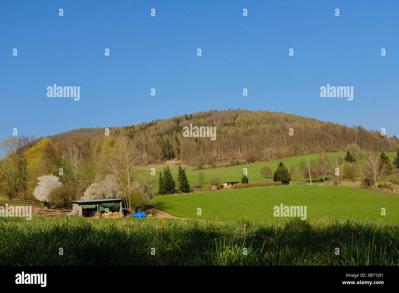 ampio campo verde aperto di campagna sotto un cielo azzurro e limpido con alberi lontani e colline ondulate in un tranquillo paesaggio rurale. Foto di alta qualità Foto Stock