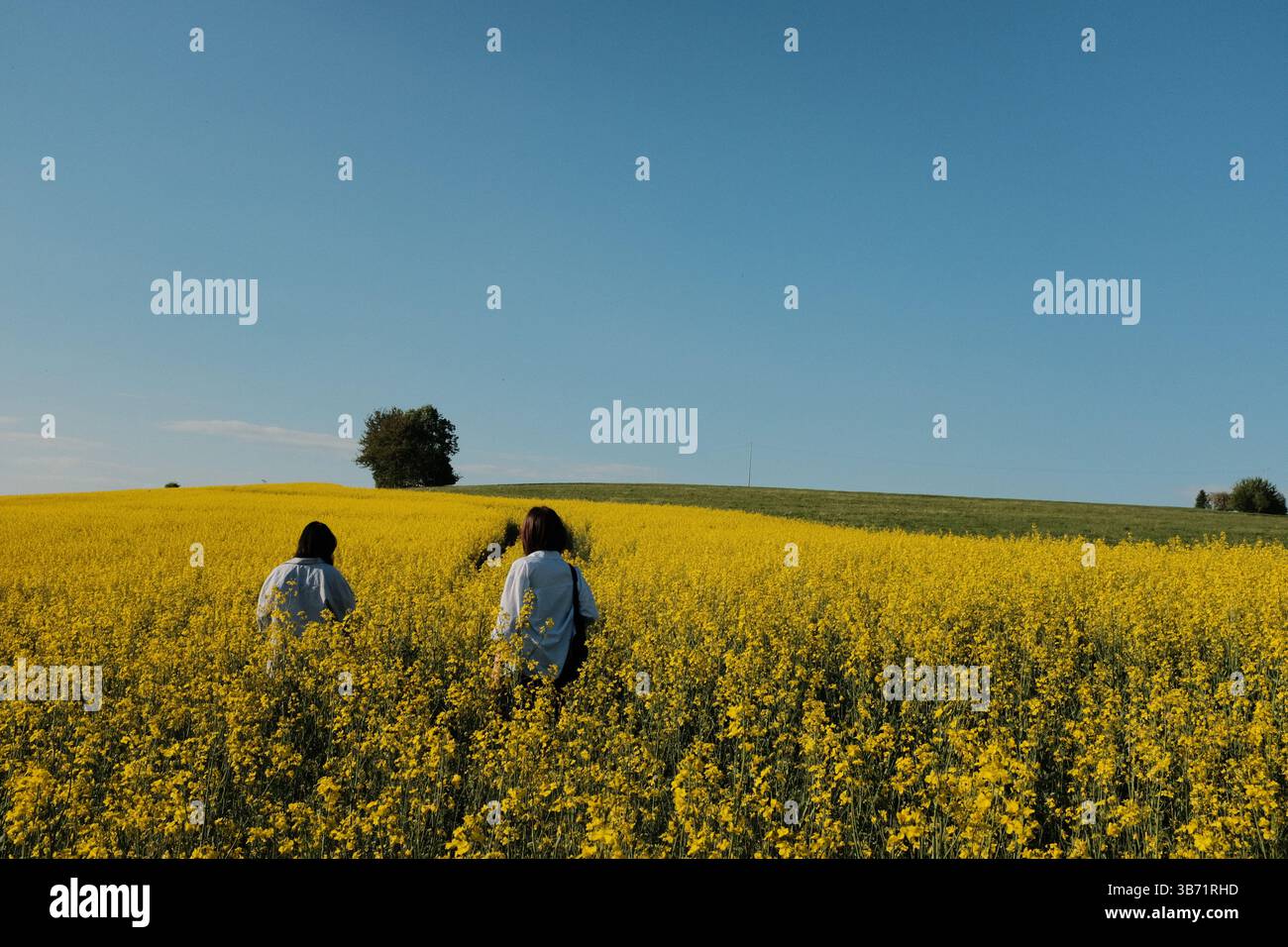 donna in abito estivo bianco e cappello di paglia che cammina attraverso il campo di fiori di colza gialli sotto il cielo azzurro e limpido in campagna. Foto di alta qualità Foto Stock
