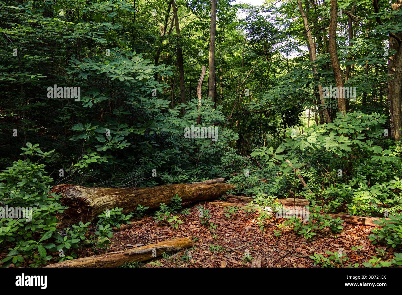 Tree and Foliage nei boschi del Cheesequake State Park, New Jersey. Foto Stock