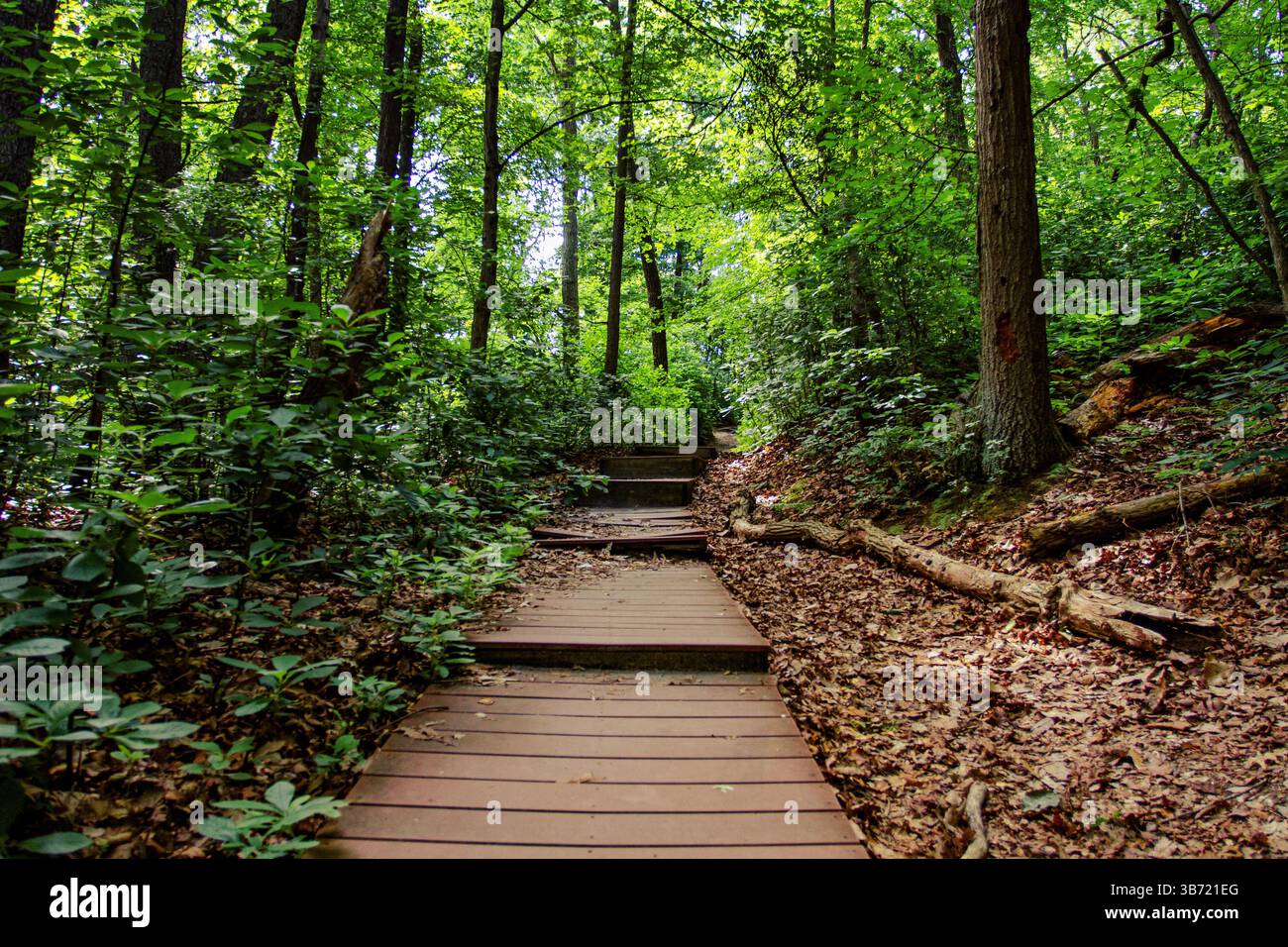 Tree and Foliage nei boschi del Cheesequake State Park, New Jersey. Foto Stock