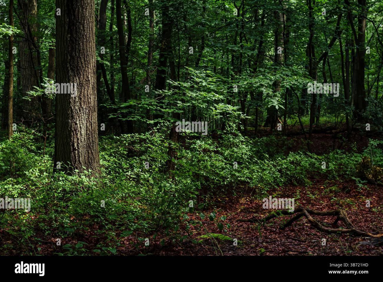 Tree and Foliage nei boschi del Cheesequake State Park, New Jersey. Foto Stock