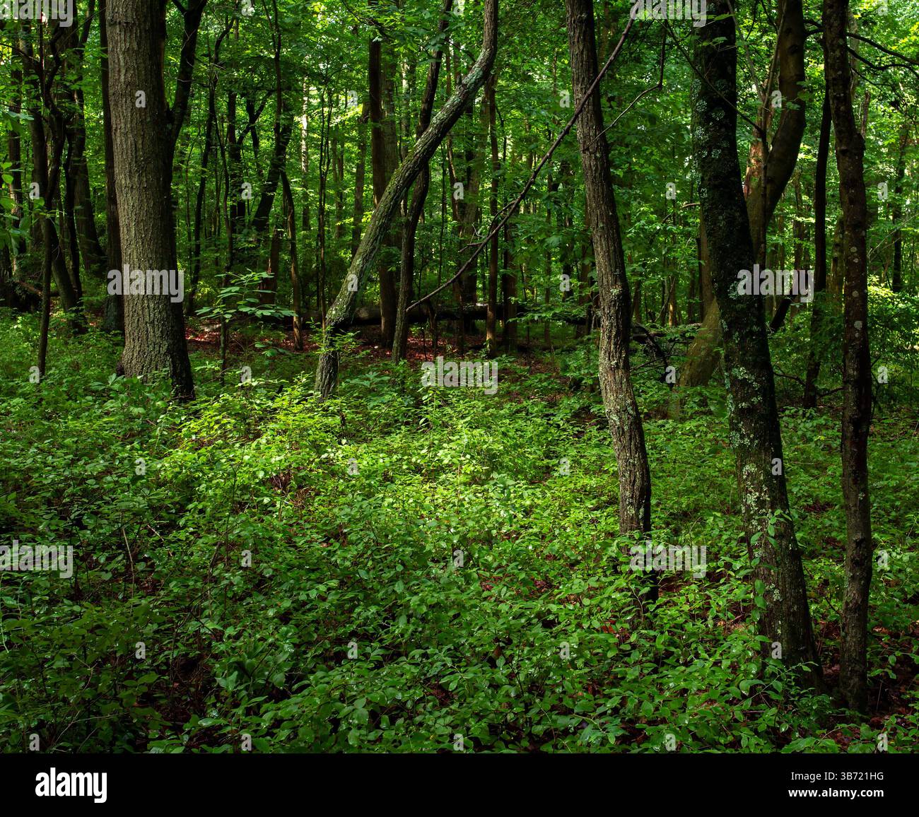 Tree and Foliage nei boschi del Cheesequake State Park, New Jersey. Foto Stock