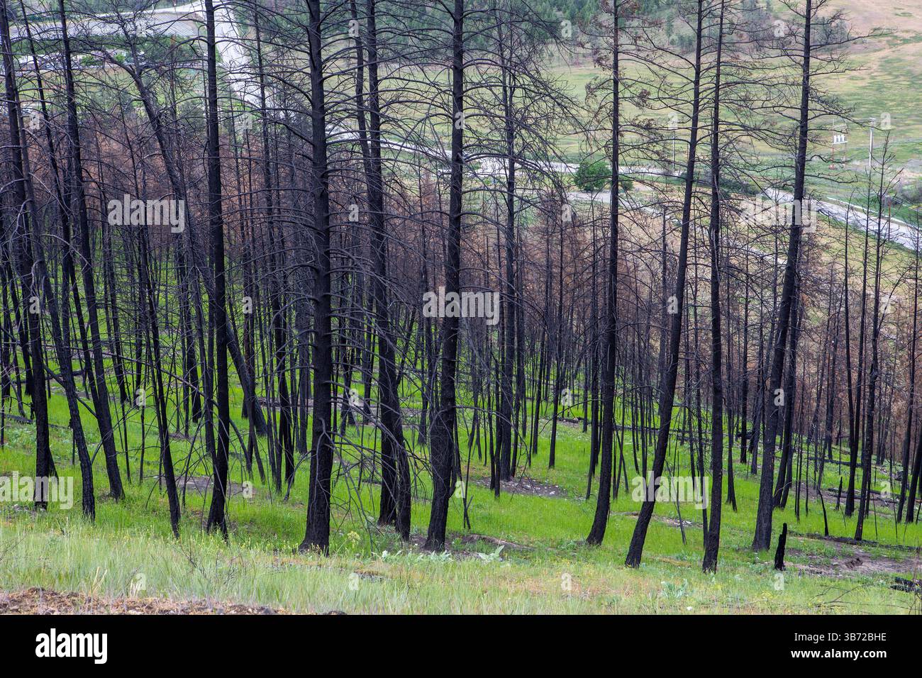 Resilienza alla natura mostrata nella scena post-incendio, con scheletri bruciati di pini contro la vivace rinascita che si svolge al piano terra. Foto Stock