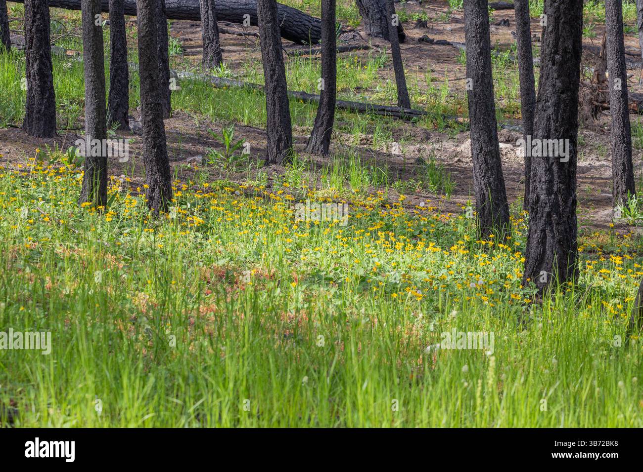 Tronchi di alberi completamente anneriti e senza foglie si stagliano sopra fiorenti erbe verdi e allegri fiori selvatici gialli. Dopo Wildfire. Foto Stock