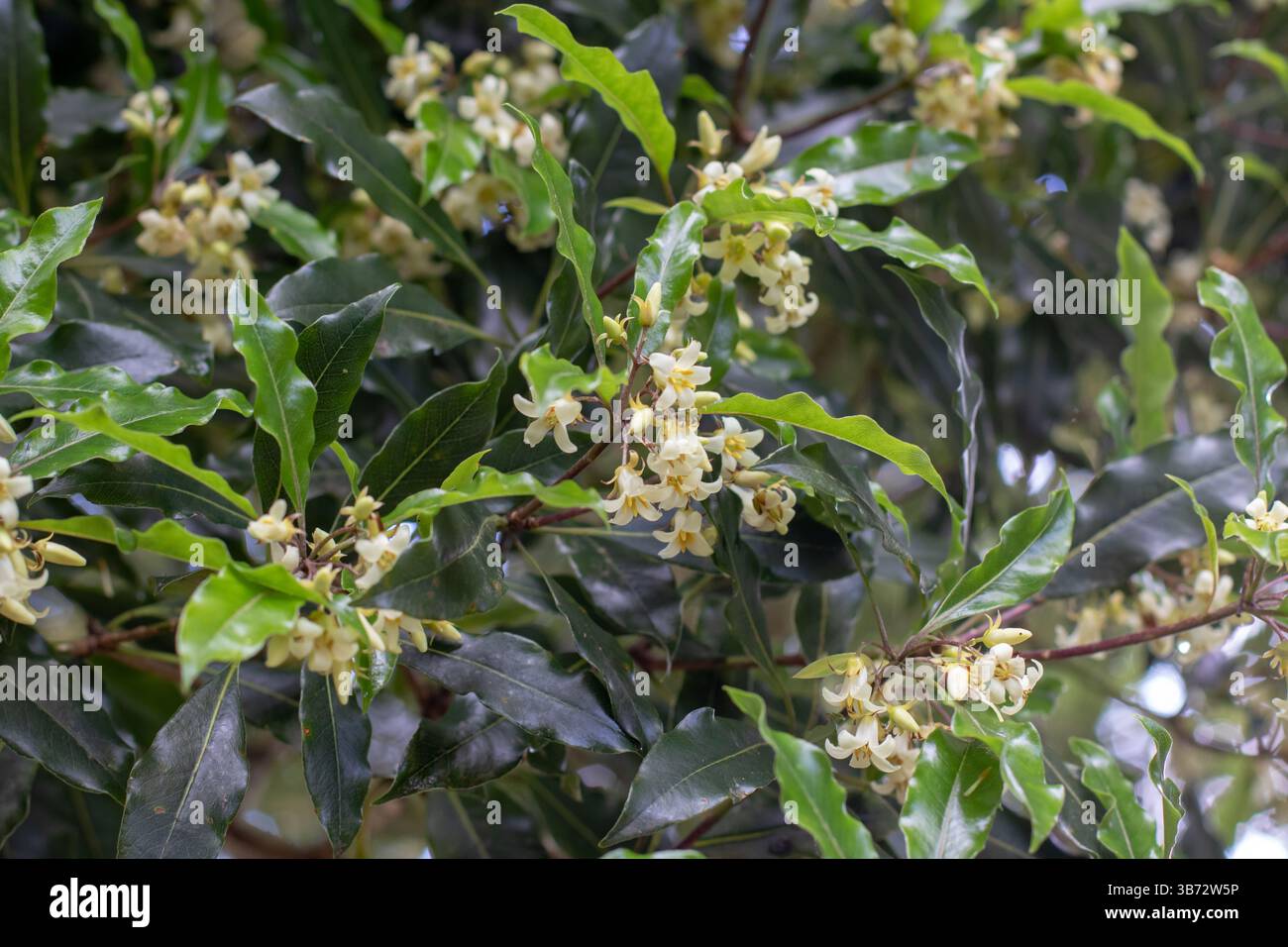 Pittosporum undulatum albero della famiglia Pittosporaceae. Fiori profumati bianchi di pittosporum dolce. Fioritura nativa di daphne. Legno di formaggio australiano, Victo Foto Stock