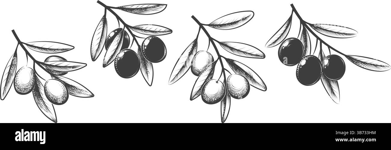 Incisione di rami di ulivo Illustrazione Vettoriale